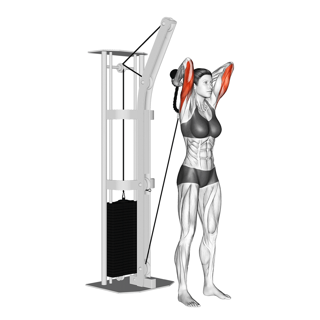 پشتبازو سیمکش بالای سر (Overhead Cable Tricep Extension) — حرکت پشتبازو (آموزش تصویری)