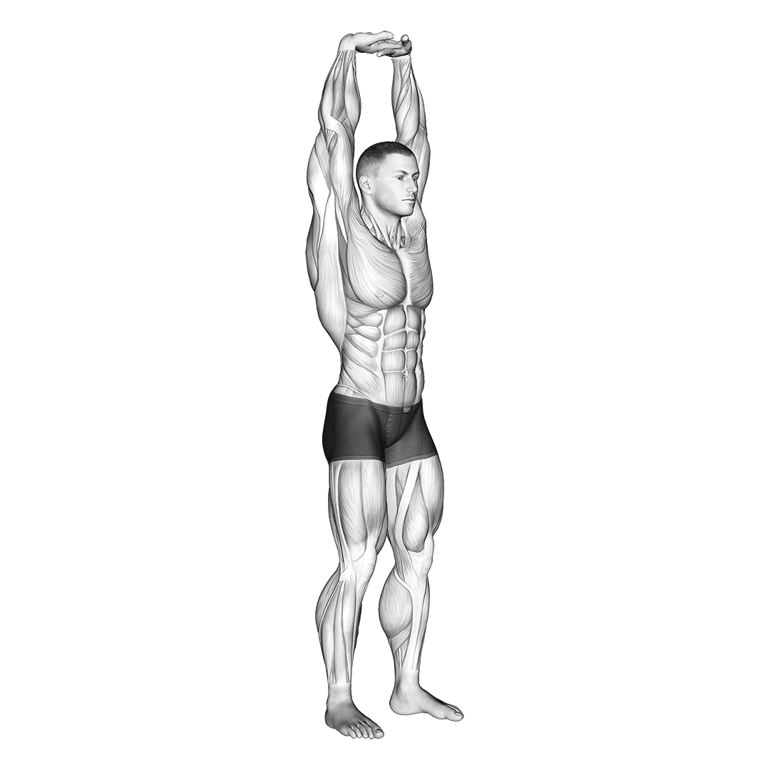 کشش جلوبازو بالای سر (Overhead Extension Bicep Stretch) — حرکت جلوبازو (آموزش تصویری)