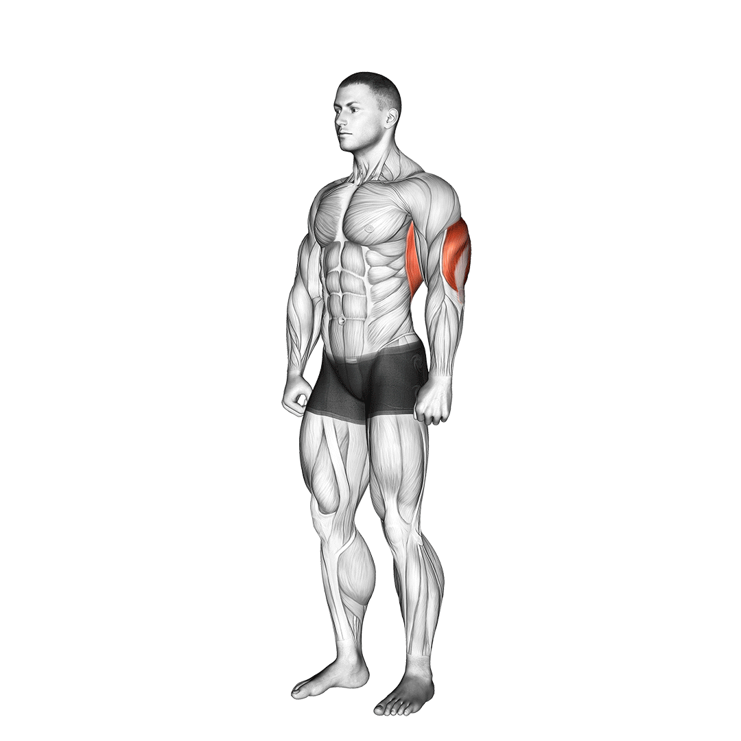 کشش پشتبازو بالای سر (Overhead Tricep Stretch) — حرکت پشتبازو (آموزش تصویری)