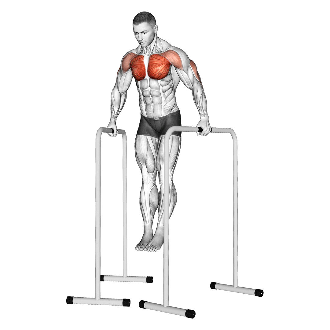 دیپ پارالل (Parallel Bar Dips) — حرکت سینه (آموزش تصویری)