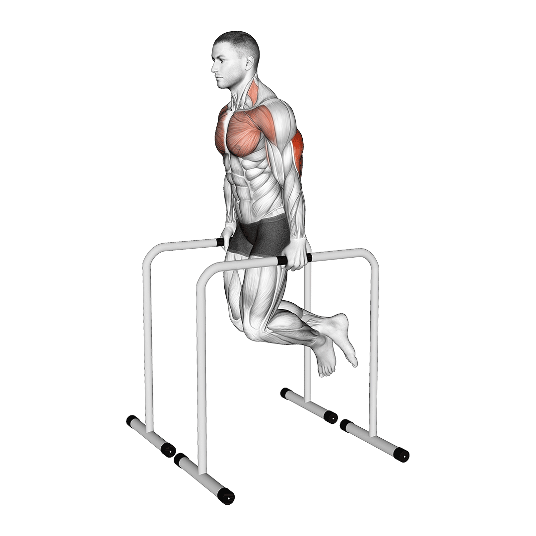 دیپ پارالل پشتبازو (Parallel Bar Tricep Dips) — حرکت پشتبازو (آموزش تصویری)