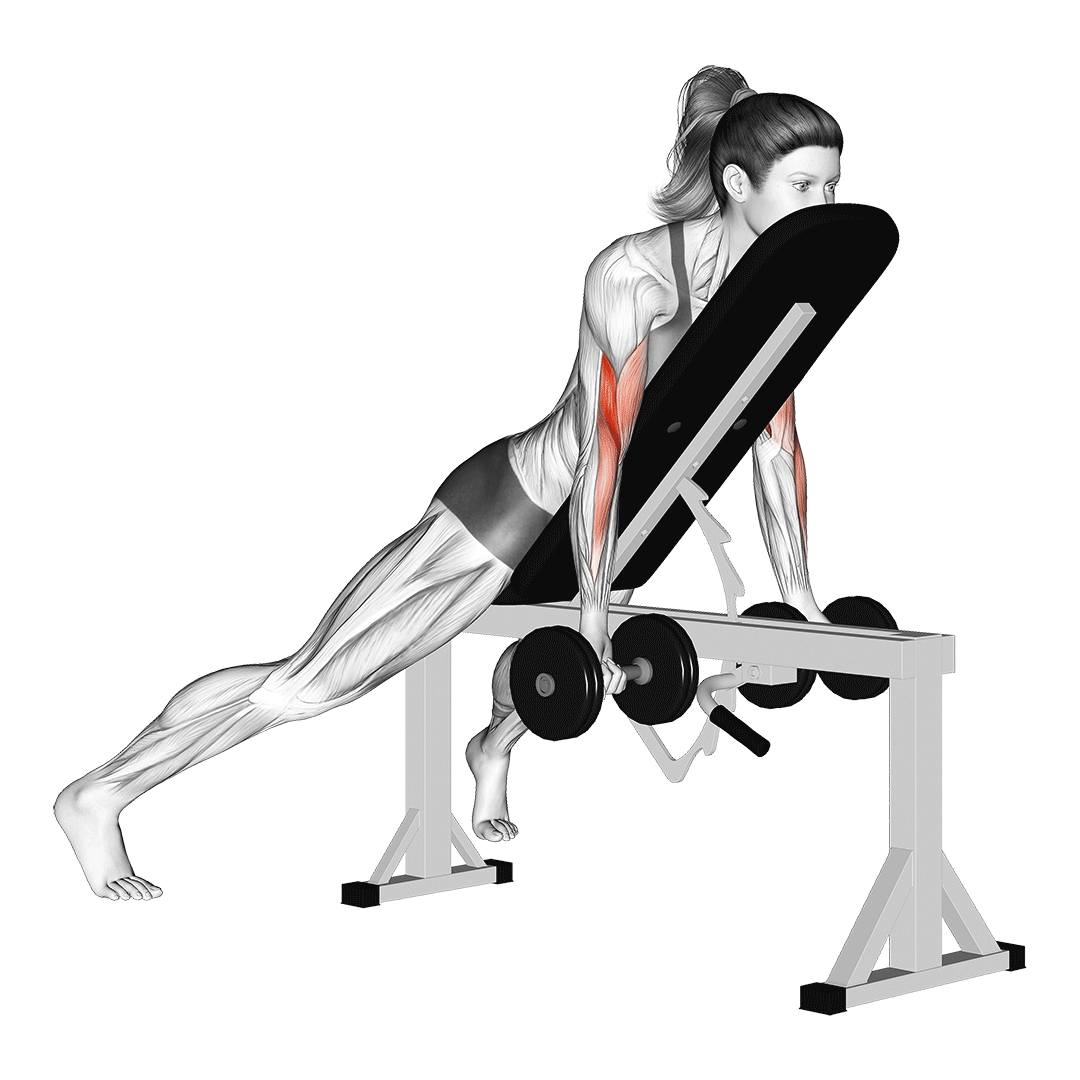 جلوبازو دمبل روی میز شیبدار (Prone Incline Dumbbell Curl) — حرکت جلوبازو (آموزش تصویری)