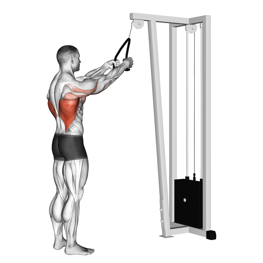 پولاور (Pullover Muscles) — حرکت سینه (آموزش تصویری)