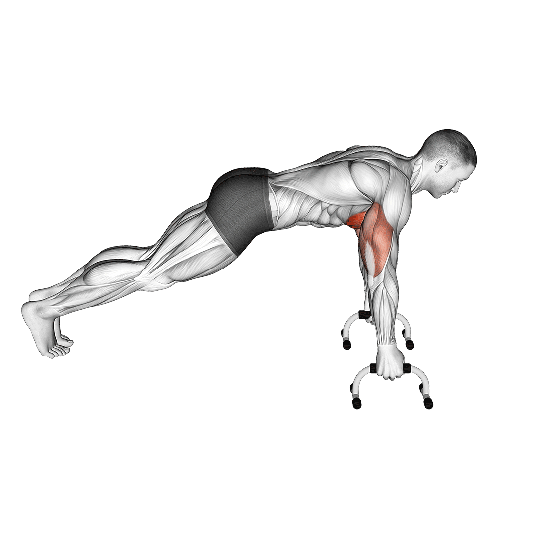 شنا با دستگیره (Push Up Handles) — حرکت سینه (آموزش تصویری)
