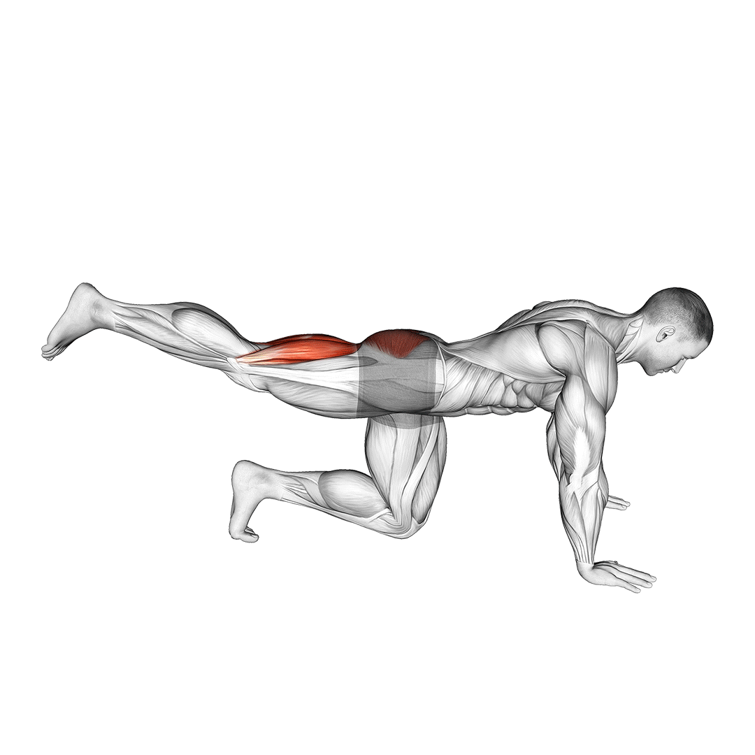 پشت پا چهار دست و پا (Quadruped Leg Curl) — حرکت همسترینگ (آموزش تصویری)