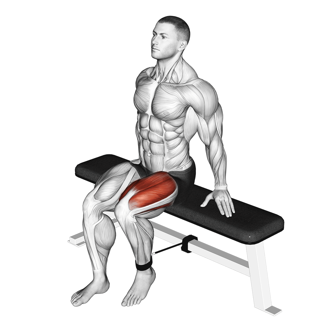 جلو پا نشسته با کش (Resistance Band Seated Leg Extension) — حرکت چهارسر (آموزش تصویری)