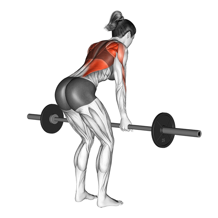 زیربغل هالتر مچ برعکس (Reverse Grip Row) — حرکت زیربغل (آموزش تصویری)
