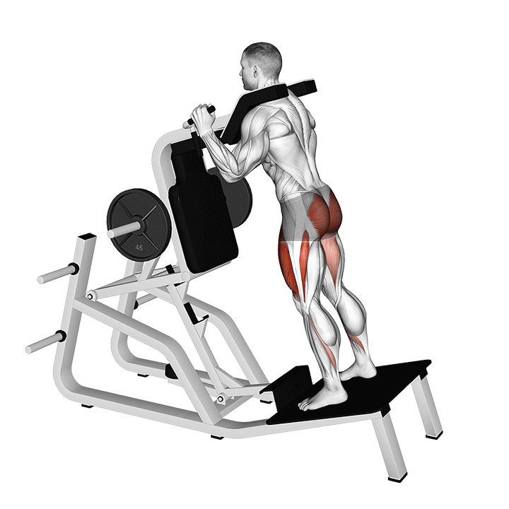 هاک اسکوات معکوس (Reverse Hack Squat) — حرکت چهارسر (آموزش تصویری)