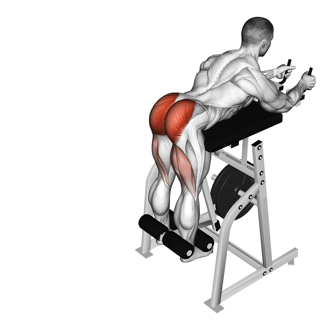فیله کمر معکوس (Reverse Hyperextension) — حرکت کمر (آموزش تصویری)