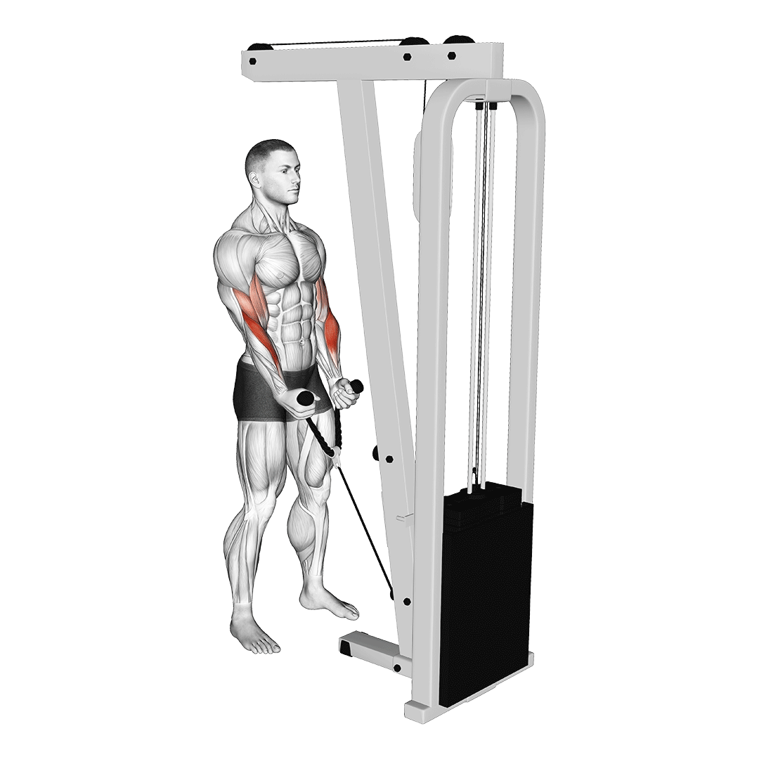 جلوبازو چکشی با طناب (Rope Hammer Curl Machine) — حرکت جلوبازو (آموزش تصویری)