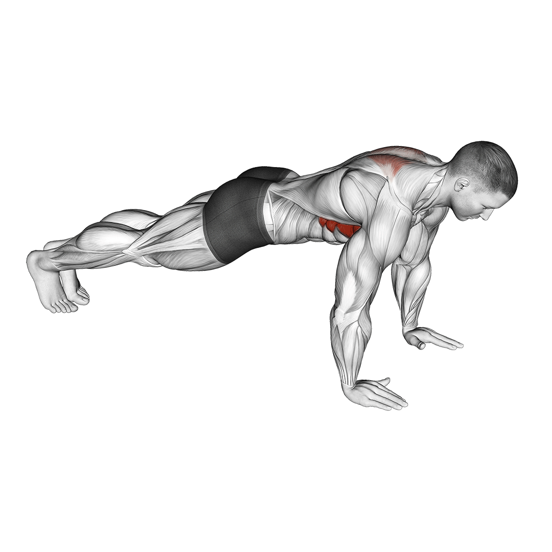 شنای اسکاپولا (Scapular Push Up) — حرکت سرشانه (آموزش تصویری)