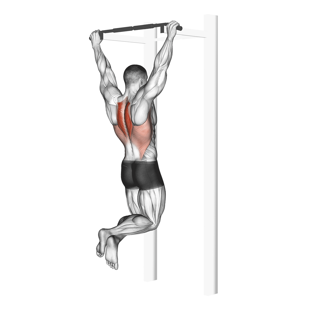 اسکاپولا پولآپ (Scapular Pull Up) — حرکت پشت (آموزش تصویری)
