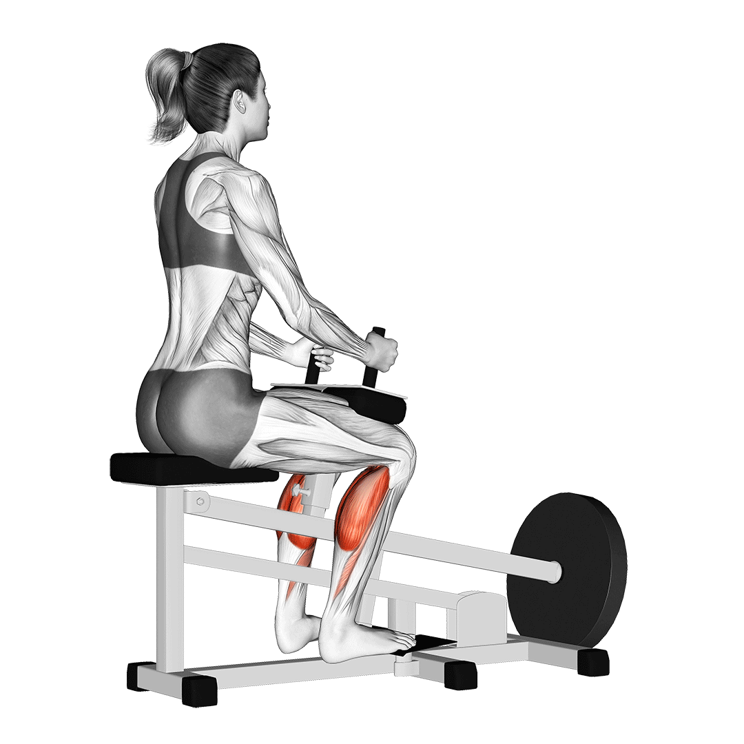 ساق پا نشسته (Seated Calf Raise) — حرکت ساق (آموزش تصویری)