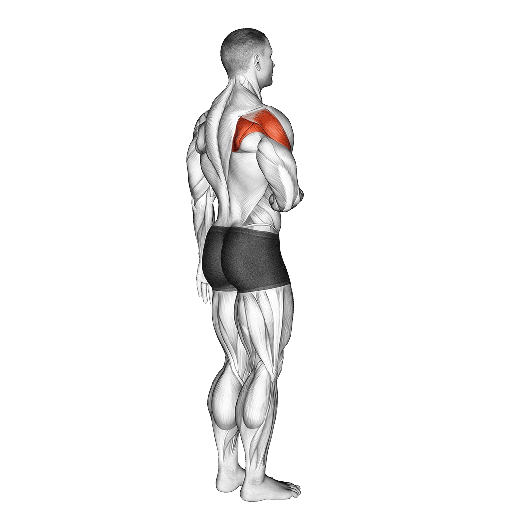 کشش چرخش خارجی سرشانه (Shoulder External Rotation Stretch) — حرکت سرشانه (آموزش تصویری)