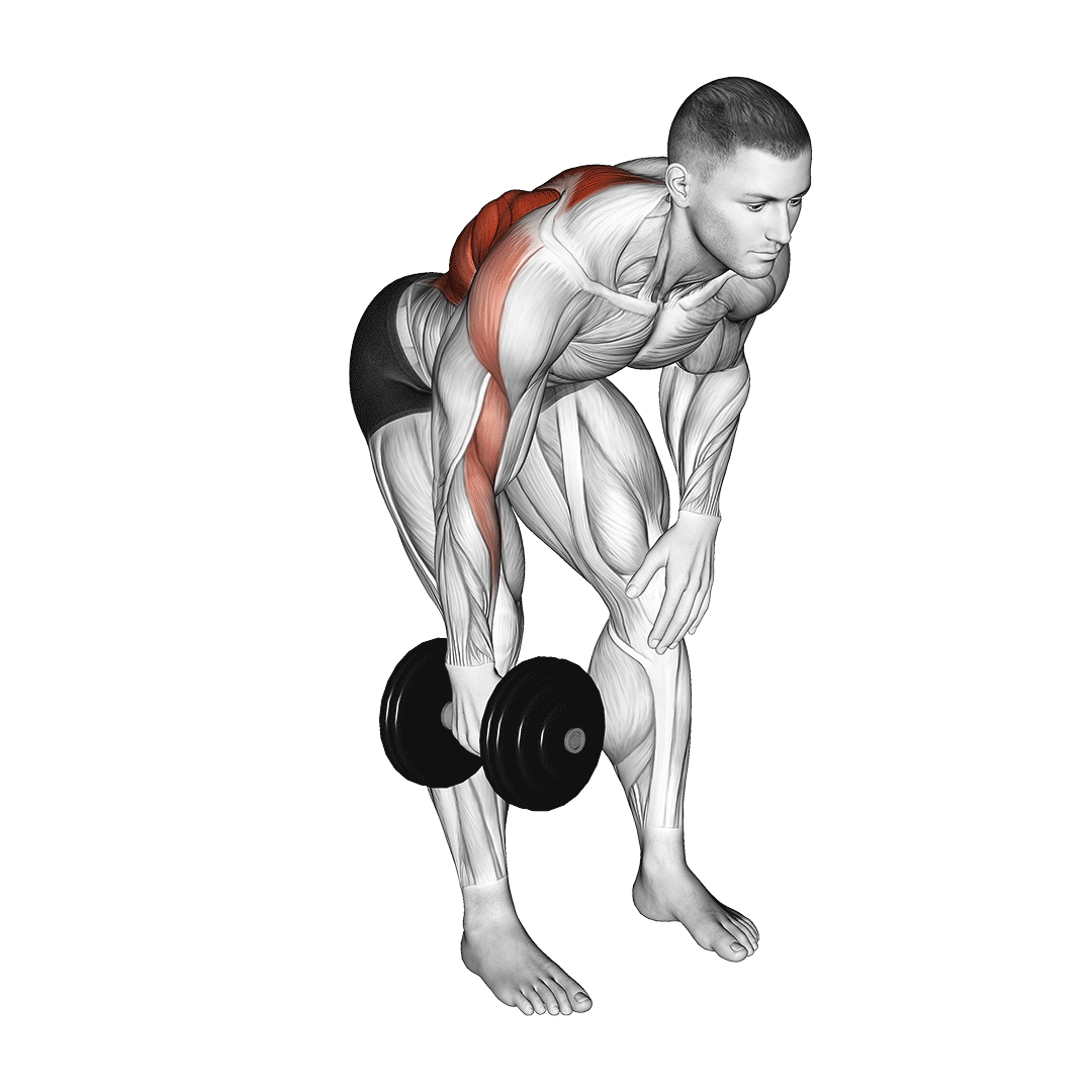 زیربغل دمبل خم تکدست (Single Arm Bent Over Row) — حرکت زیربغل (آموزش تصویری)