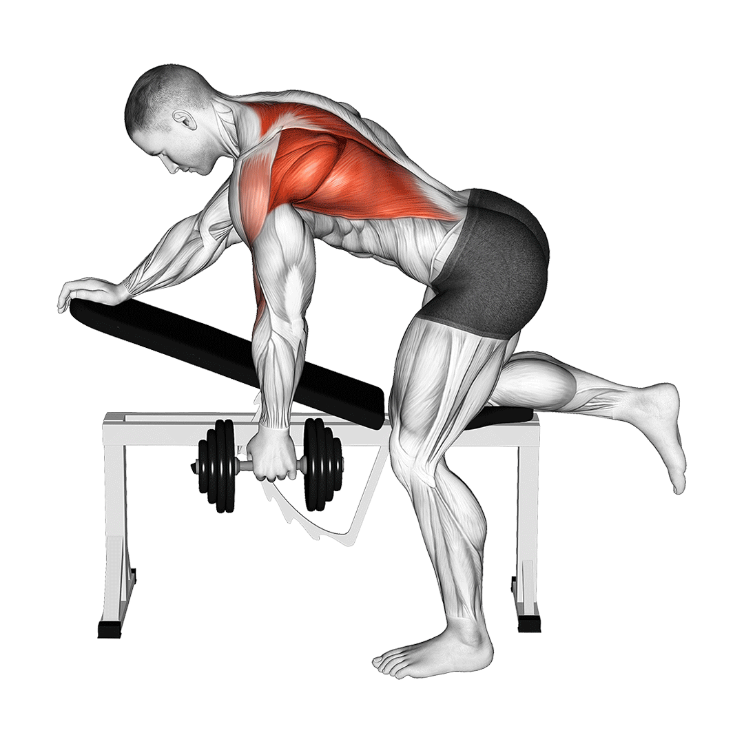 زیربغل دمبل تکدست (Single Arm Row) — حرکت زیربغل (آموزش تصویری)