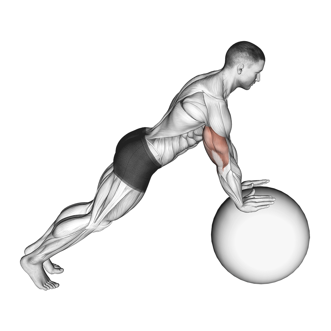 شنا روی توپ تعادلی (Stability Ball Push Up) — حرکت سینه (آموزش تصویری)