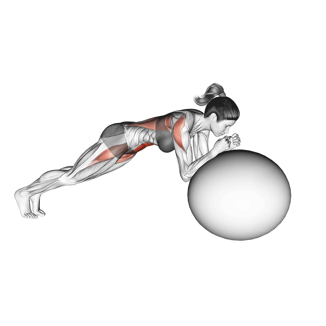 غلتک شکم با توپ (Stability Ball Rollout) — حرکت شکم (آموزش تصویری)