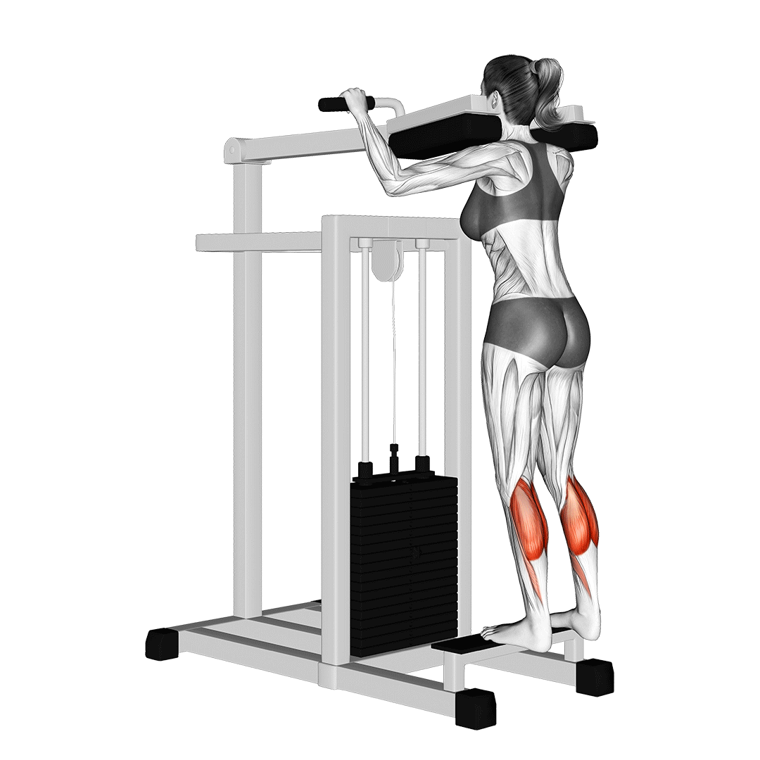 ساق پا ایستاده (Standing Calf Raise) — حرکت ساق (آموزش تصویری)