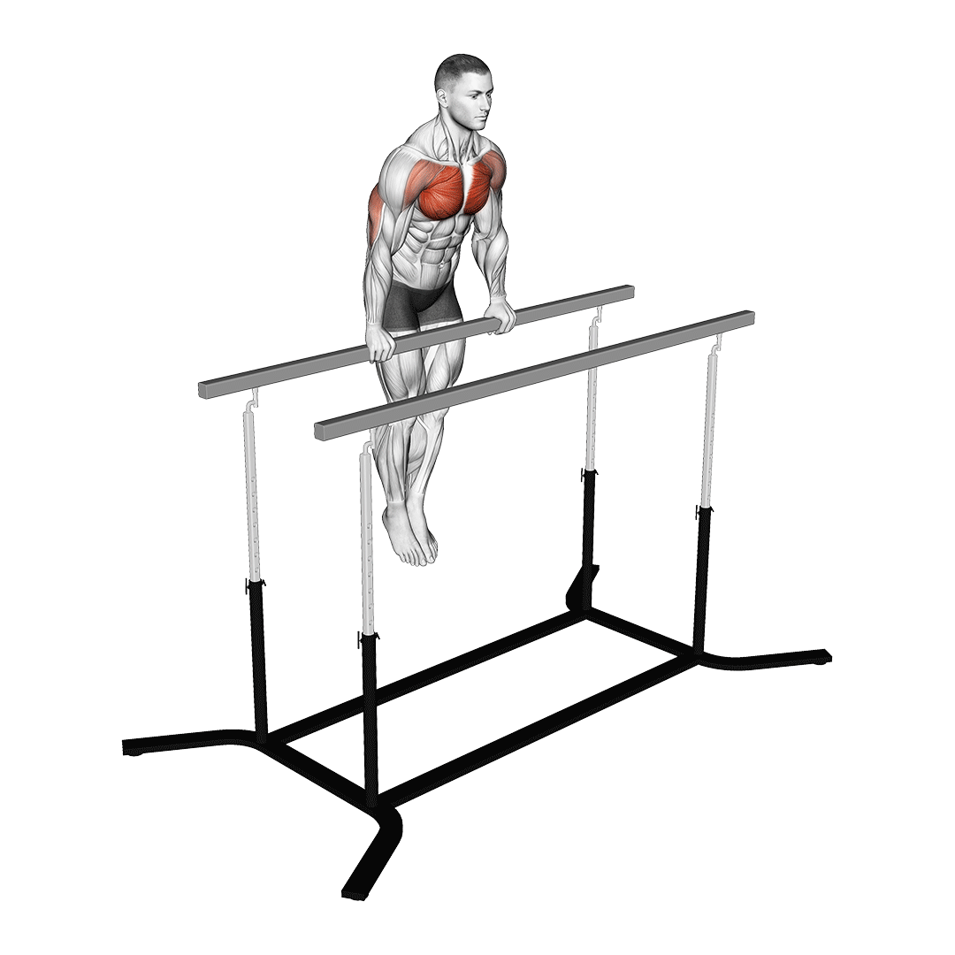 دیپ پارالل (Straight Bar Dips Muscles) — حرکت پشت‌بازو (آموزش تصویری)