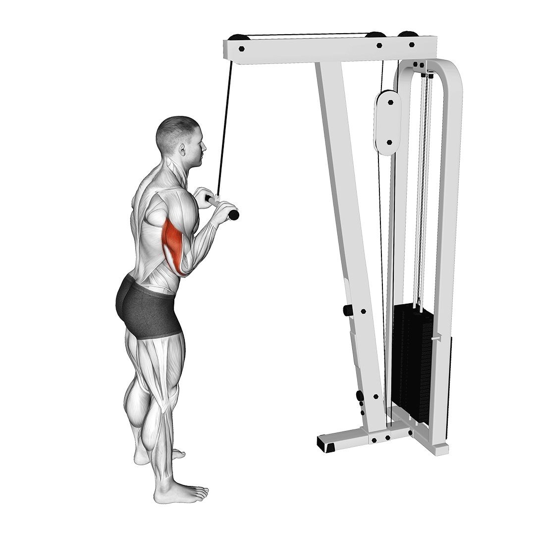 پشتبازو سیمکش میله صاف (Straight Bar Tricep Pushdown) — حرکت پشتبازو (آموزش تصویری)