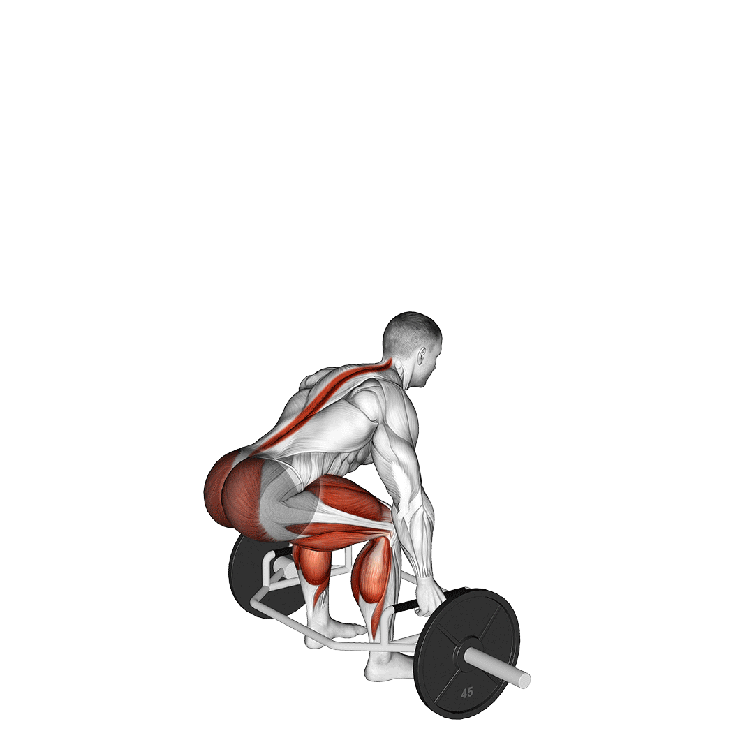 اسکوات پرشی با ترپبار (Trap Bar Jump Squat) — حرکت چهارسر (آموزش تصویری)