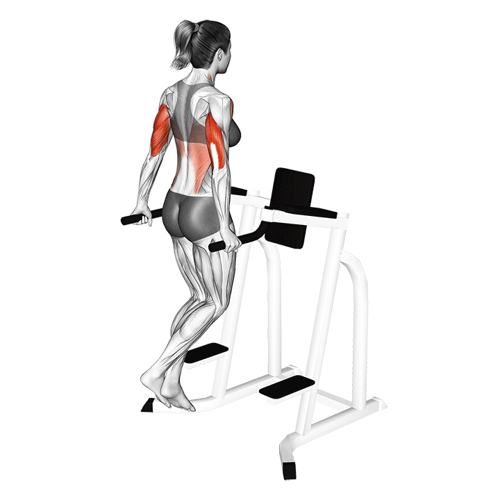 دیپ پارالل (Tricep Dips) — حرکت پشت‌بازو (آموزش تصویری)