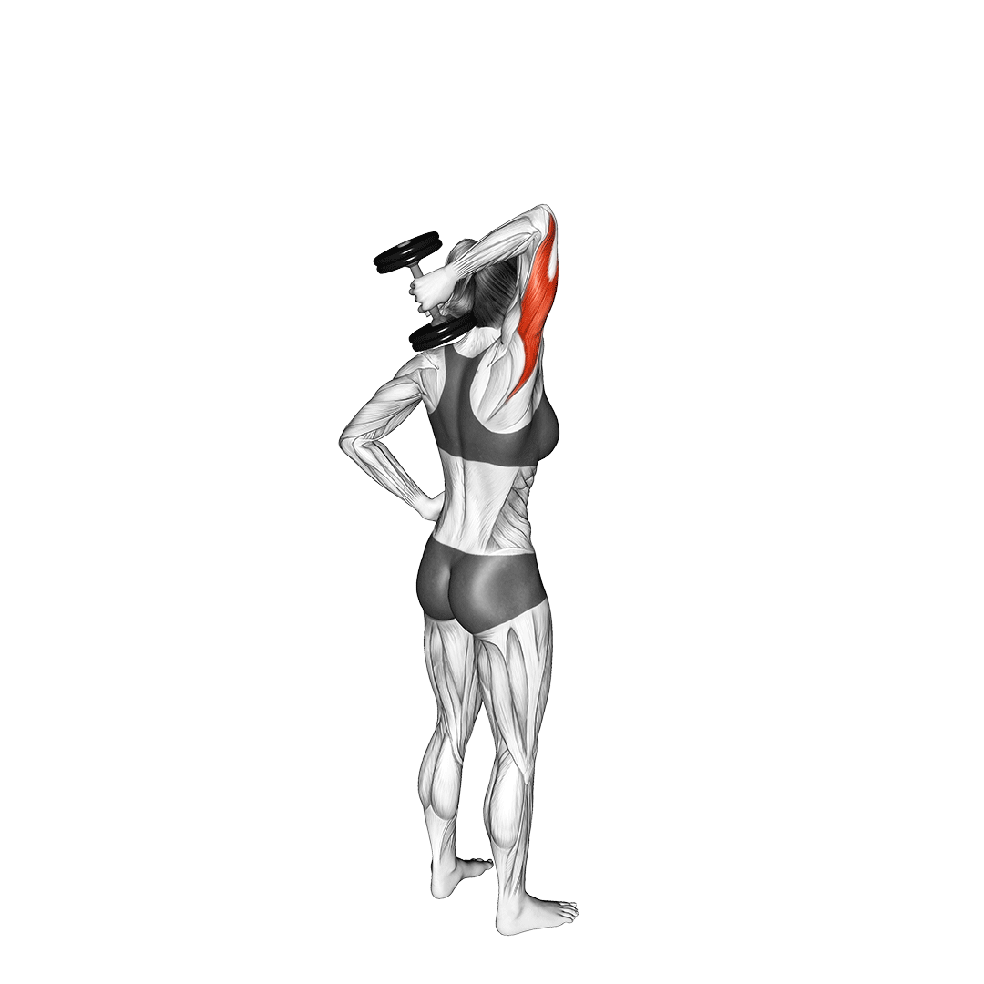 پشت‌بازو دمبل پشت گردن (Overhead Tricep Extension) — حرکت پشت‌بازو (آموزش تصویری)