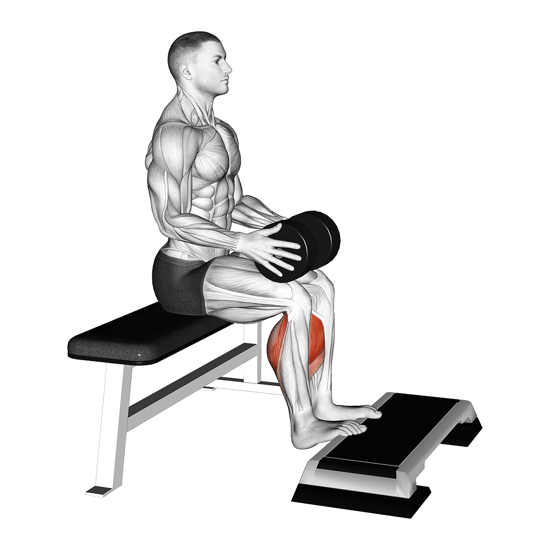 ساق پا با وزنه (Weighted Calf Raise) — حرکت ساق (آموزش تصویری)