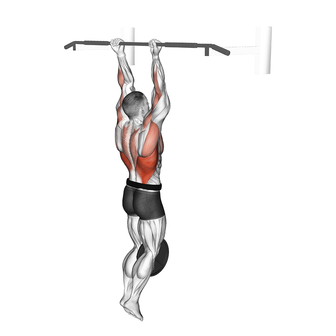 بارفیکس دستجمع با وزنه (Weighted Chin Up Muscles) — حرکت زیربغل (آموزش تصویری)
