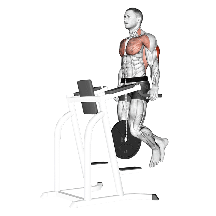 دیپ با وزنه (Weighted Dips) — حرکت پشتبازو (آموزش تصویری)