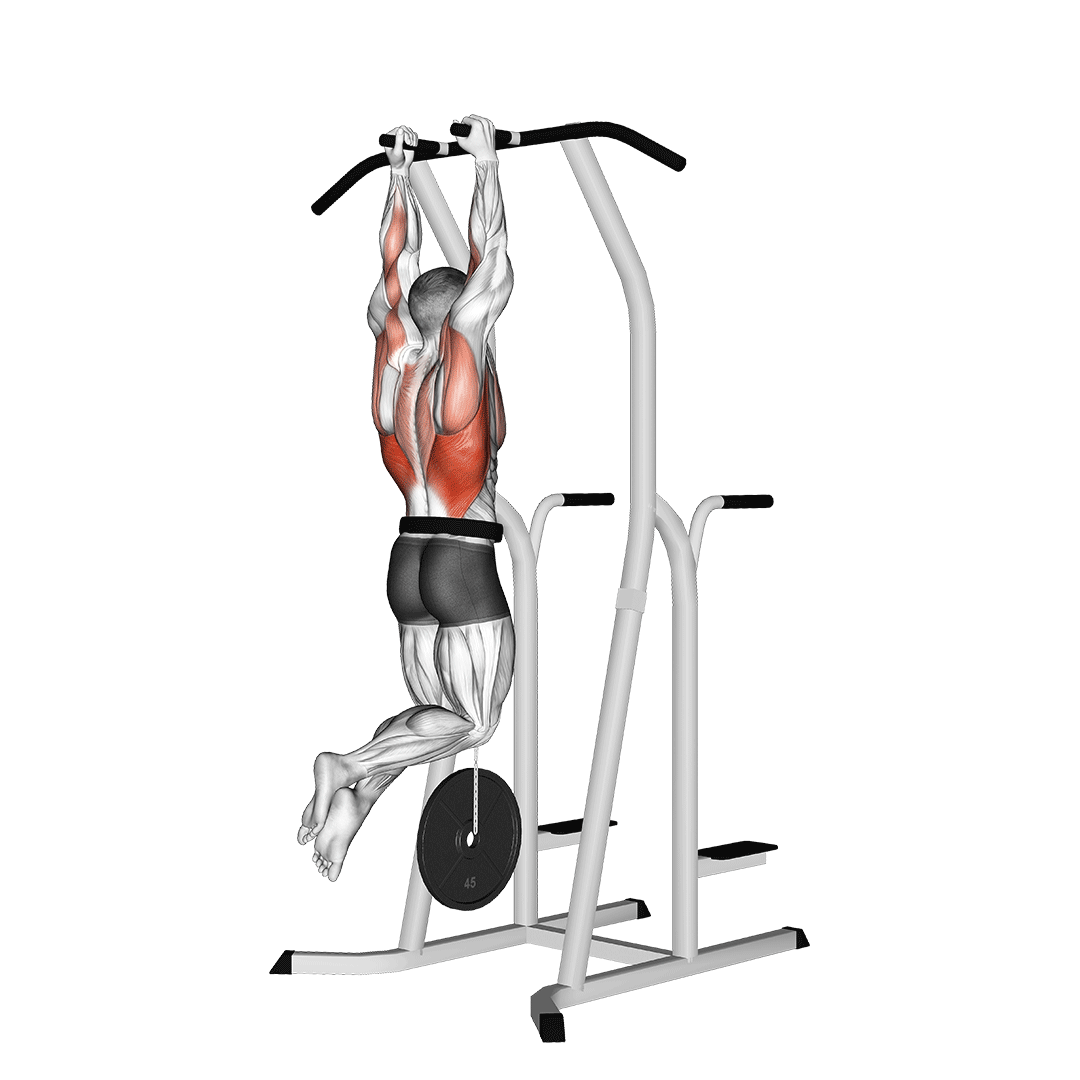 بارفیکس دست موازی با وزنه (Weighted Neutral Grip Pull Up) — حرکت زیربغل (آموزش تصویری)