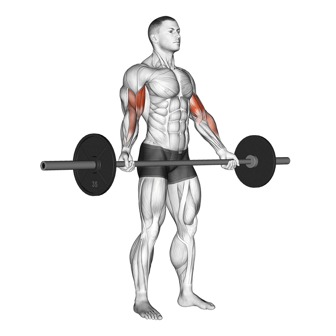 جلوبازو هالتر دست باز (Wide Grip Barbell Curls) — حرکت جلوبازو (آموزش تصویری)