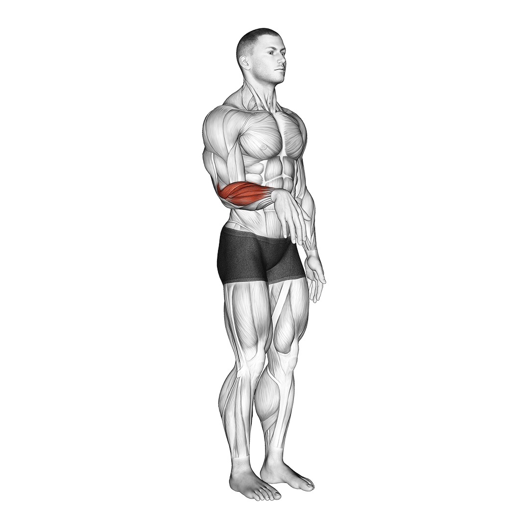 اکستنشن مچ دست (Wrist Extension) — حرکت ساعد (آموزش تصویری)