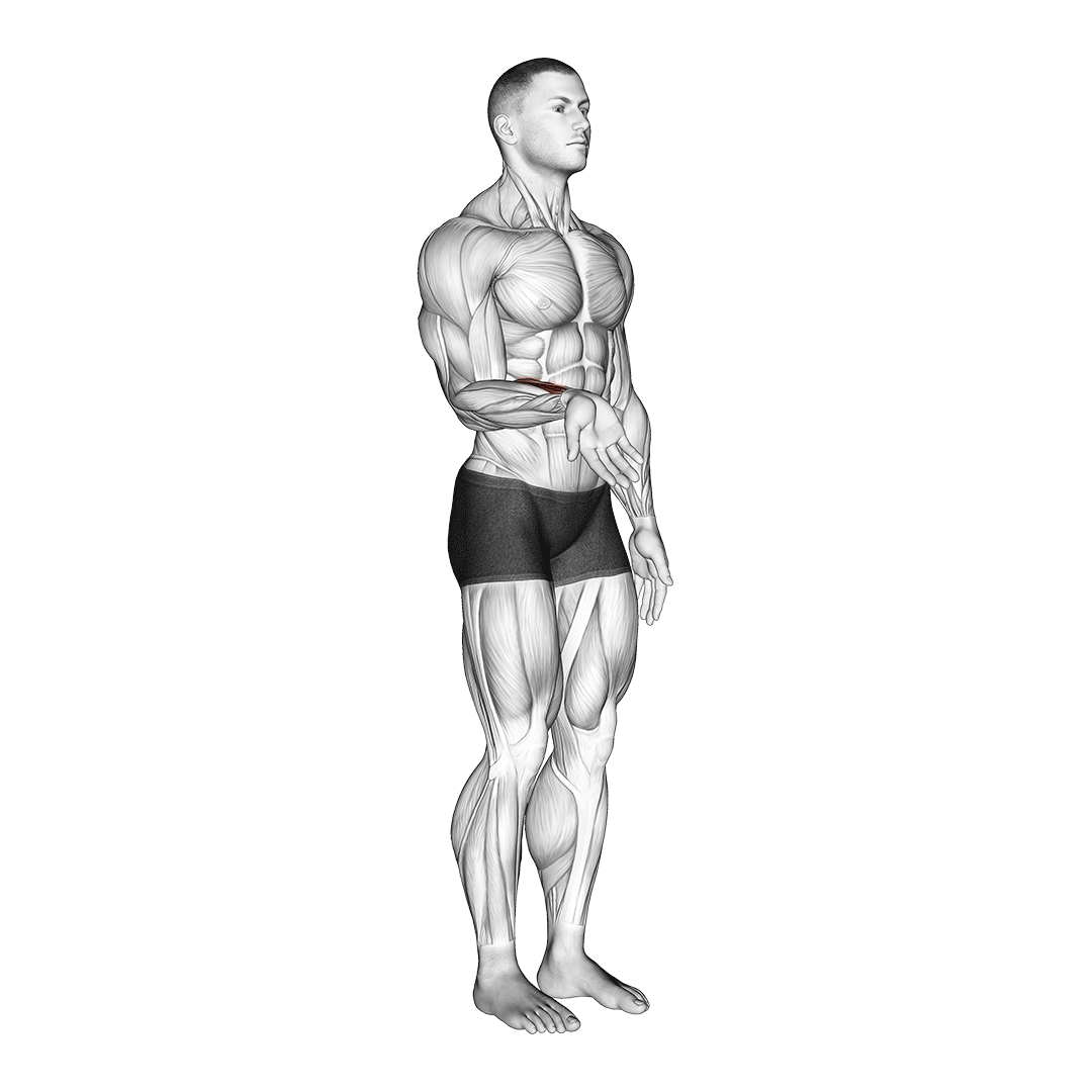 فلکشن مچ دست (Wrist Flexion) — حرکت ساعد (آموزش تصویری)