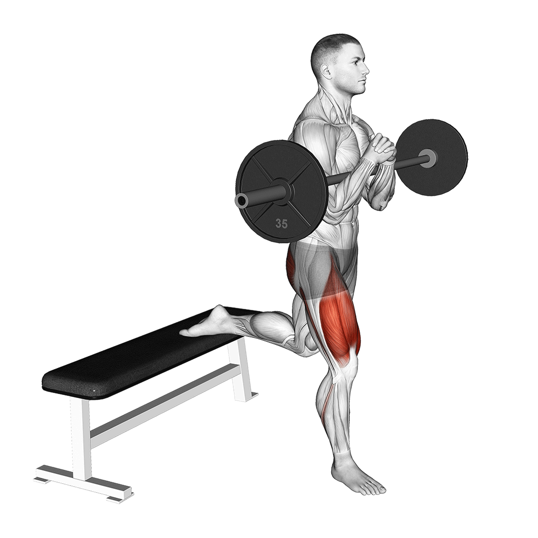 اسکوات بلغاری زِرچر (Zercher Bulgarian Split Squat) — حرکت چهارسر (آموزش تصویری)